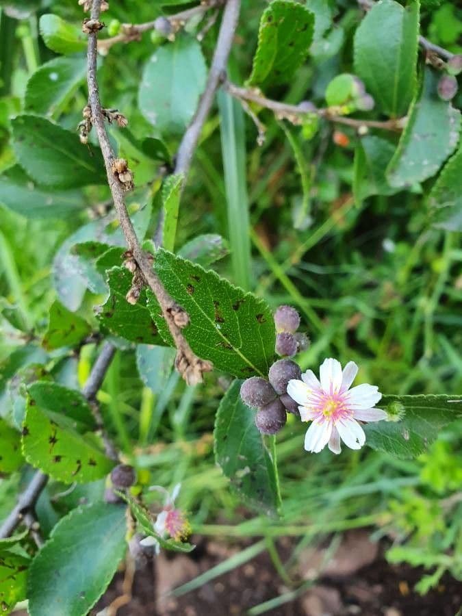 Grewia