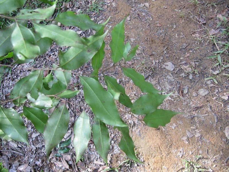 Hirtella 6