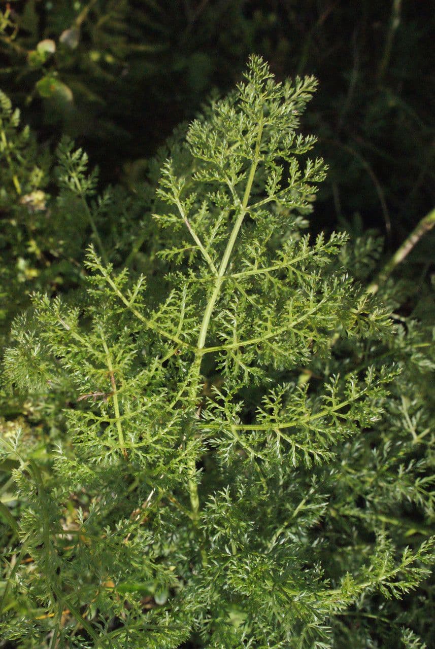 Laserpitium 16