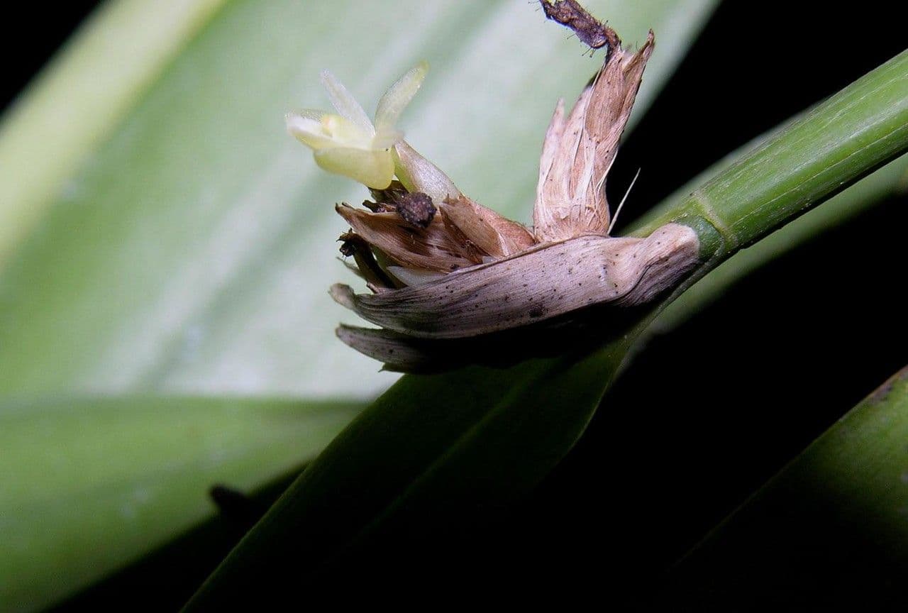 Scaphyglottis