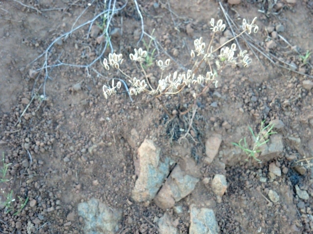 Lomatium 8