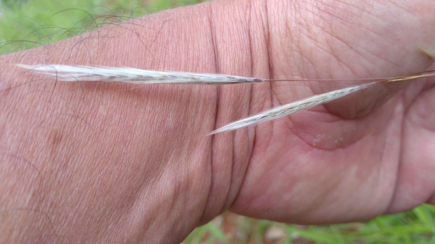 Vulpia ciliata 9