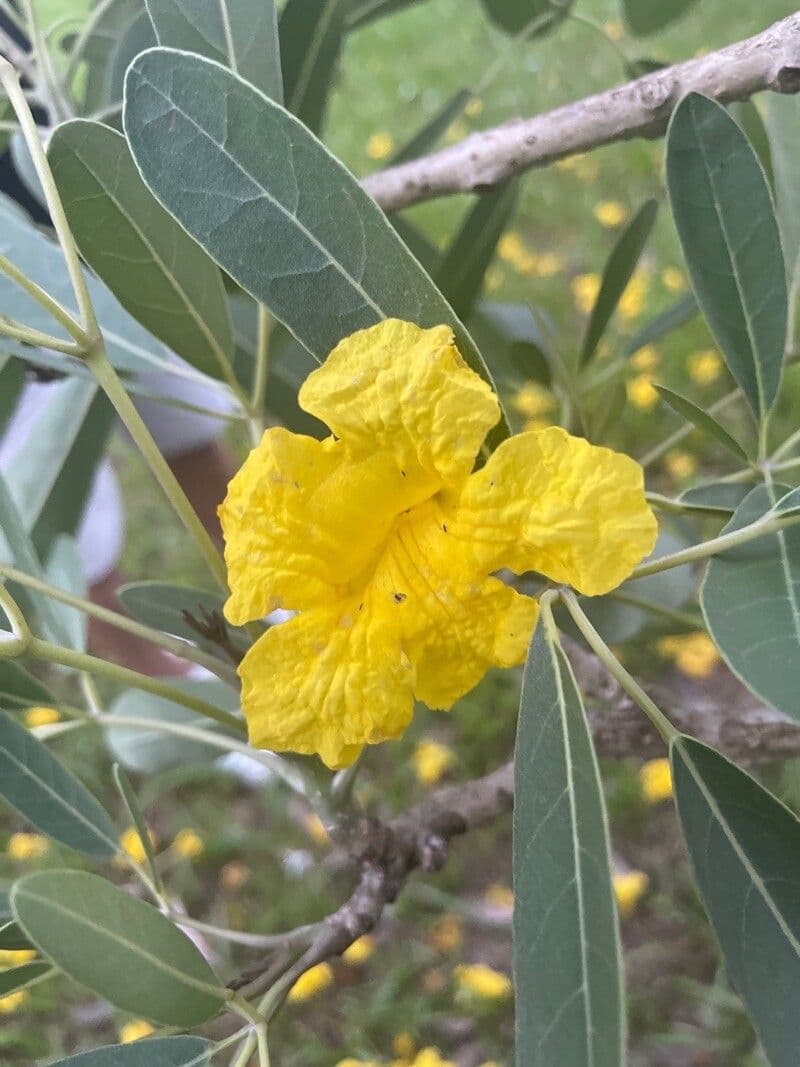 Ipê amarelo 5