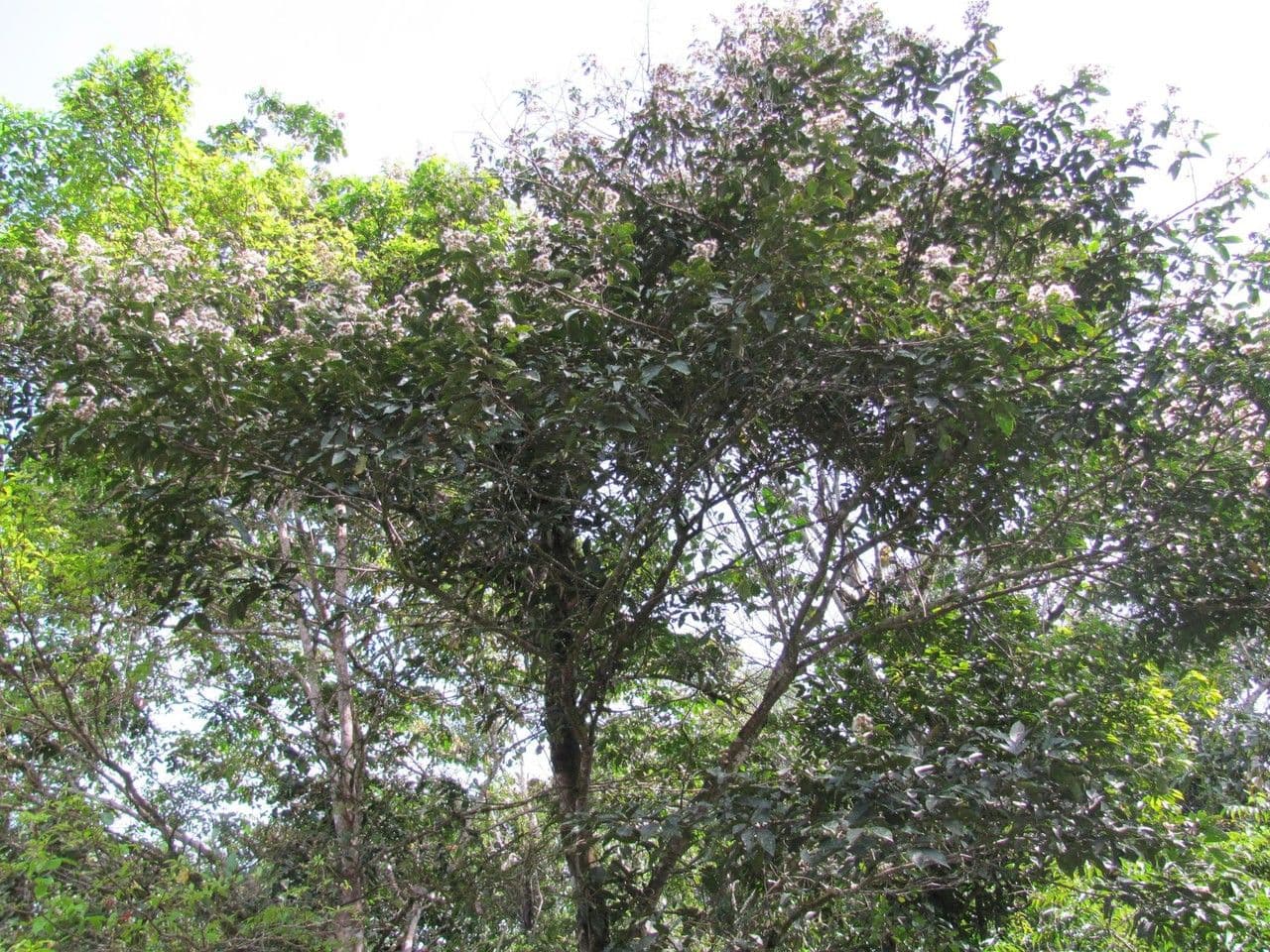 Inga 12