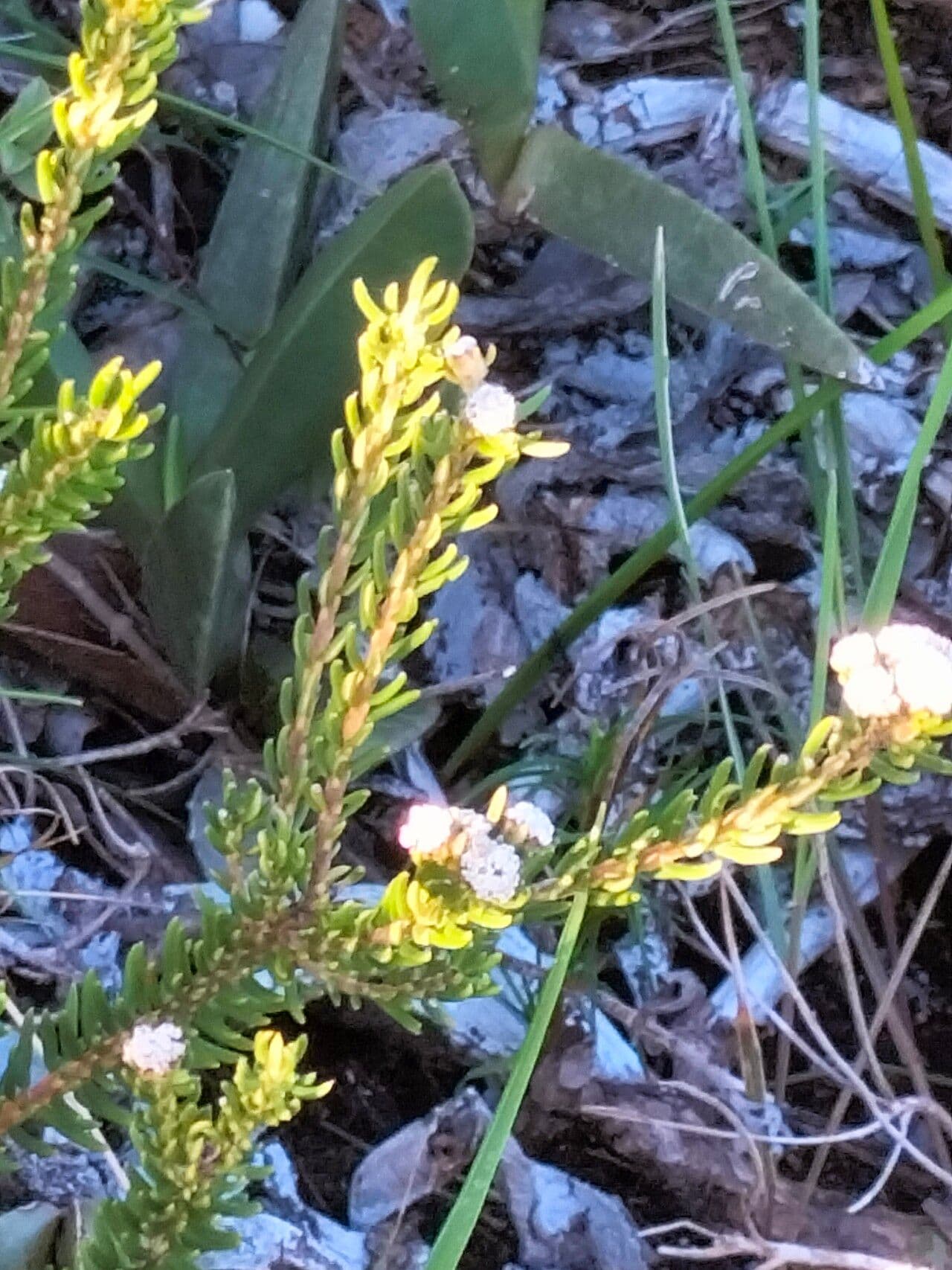 Phylica ericoides 14