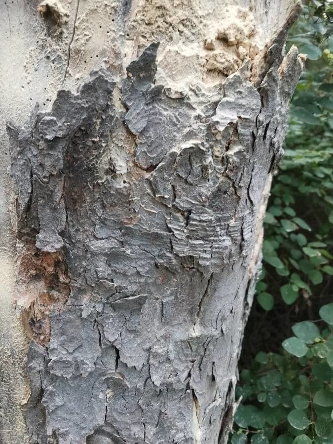 Scolopia zeyherowska 14