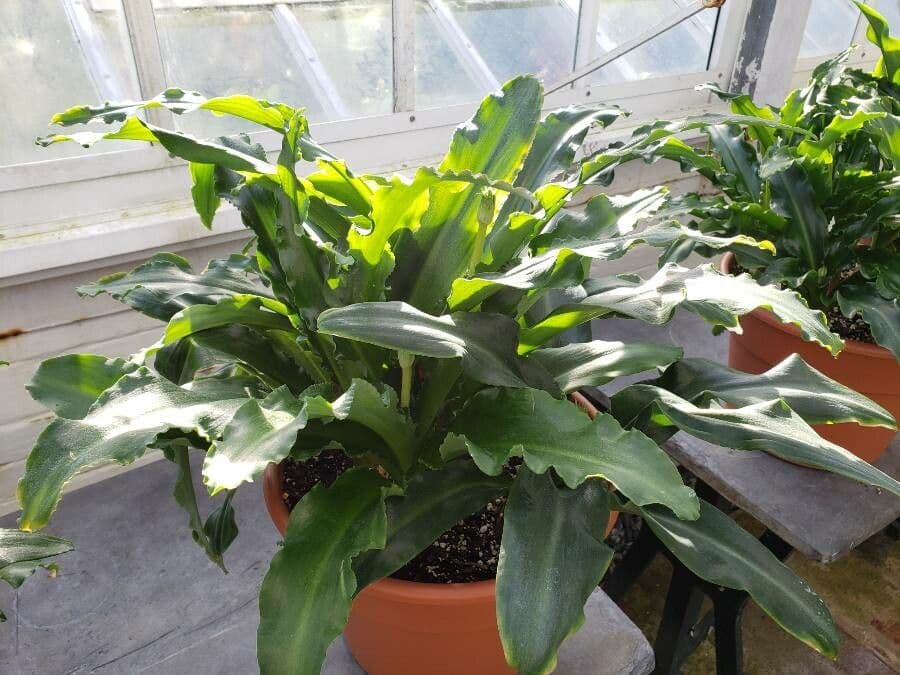 Waldlilie 9