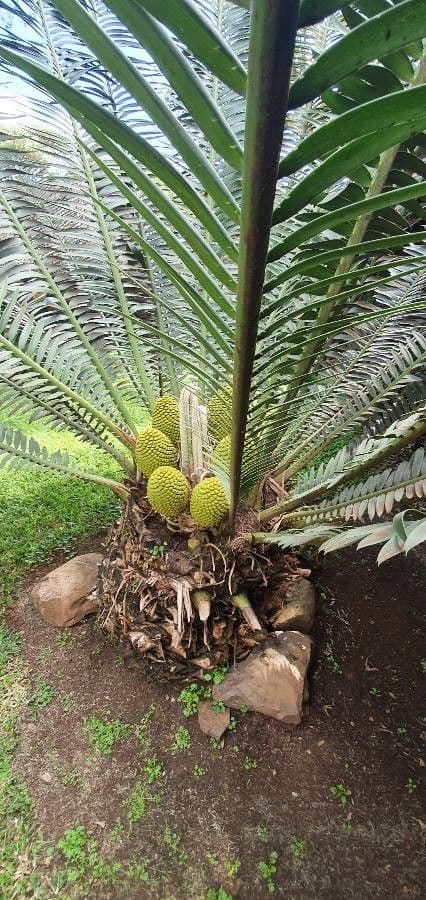 Encephalartos 2
