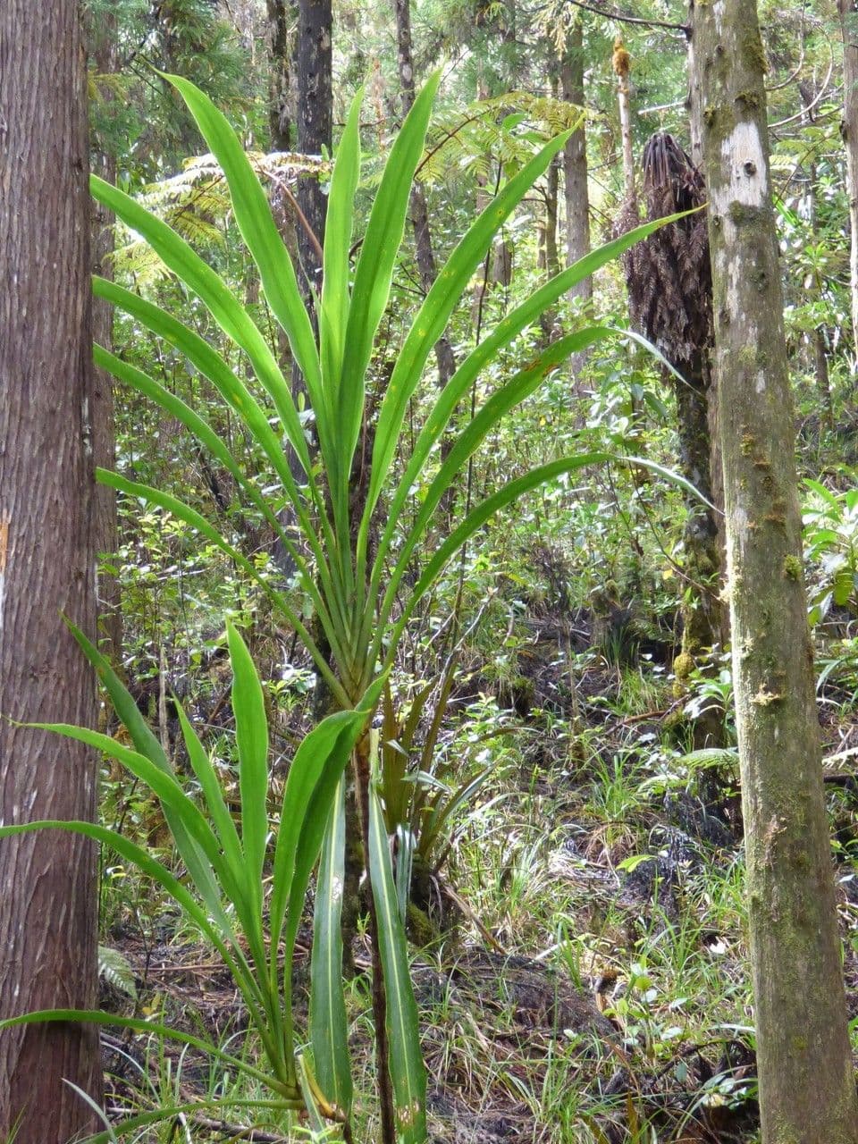 Cordyline mauritiana 12