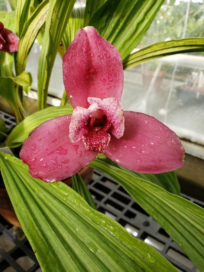 Lycaste 5