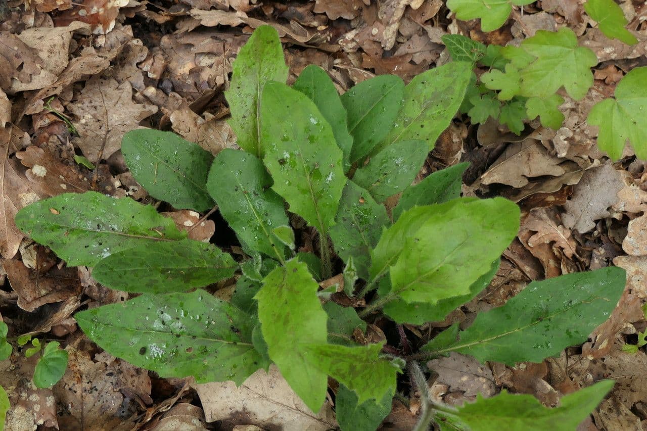 Lachenals Habichtskraut 19