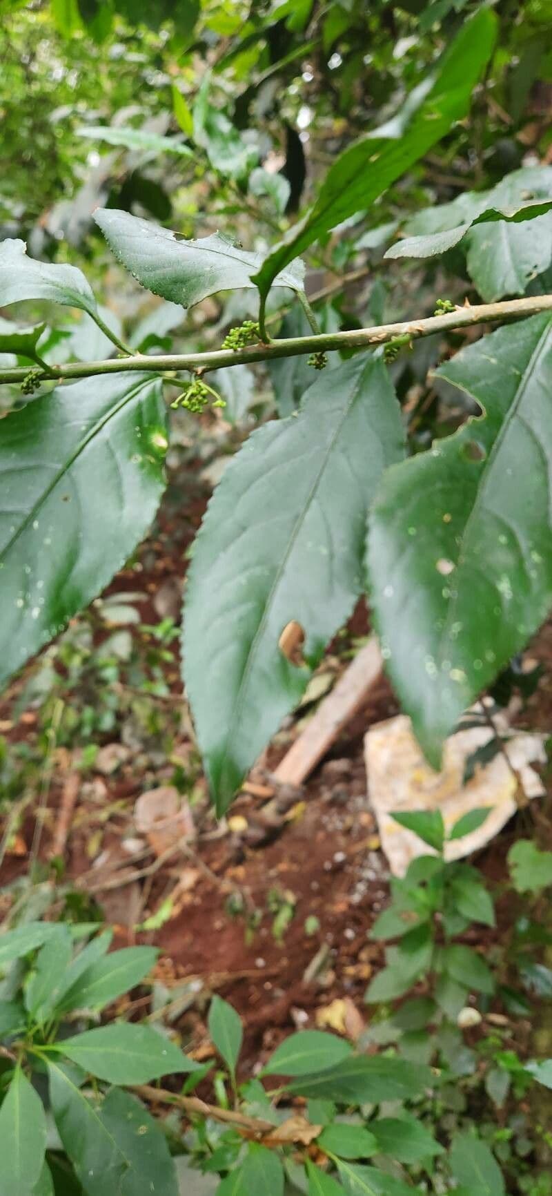 Erythrococca 4