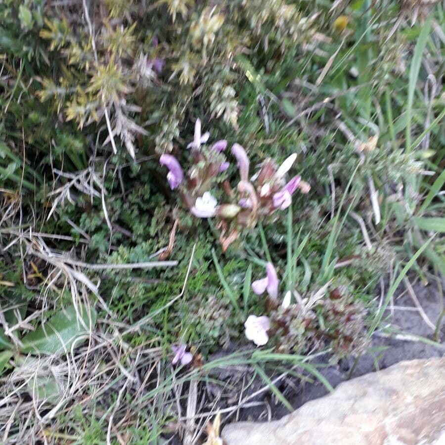 Pedicolare silvatica 11