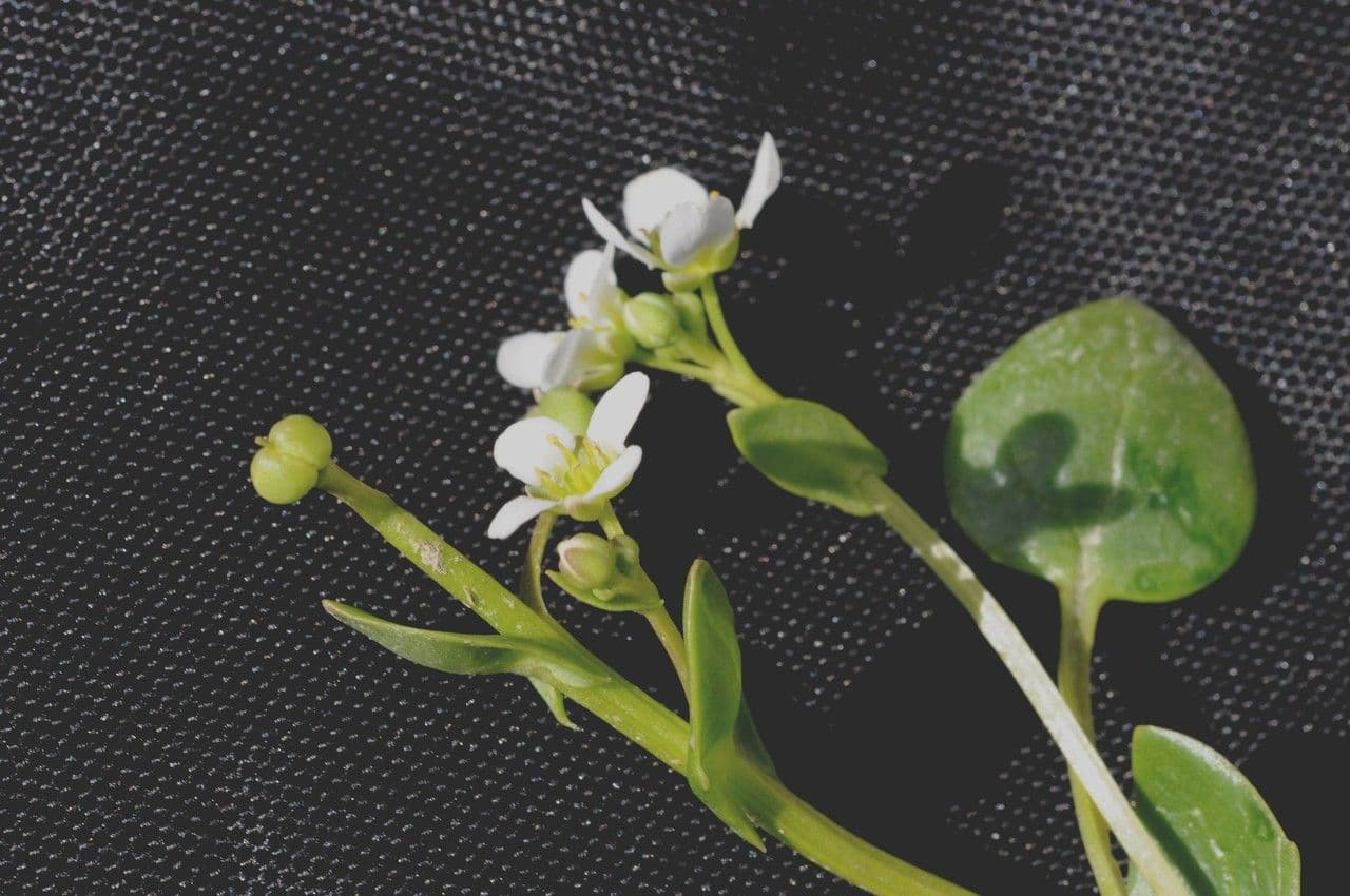 Coclearia danese 29