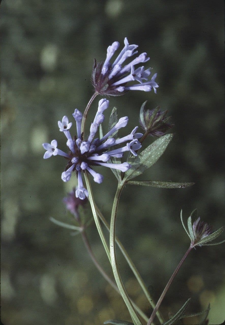 Asperula 5