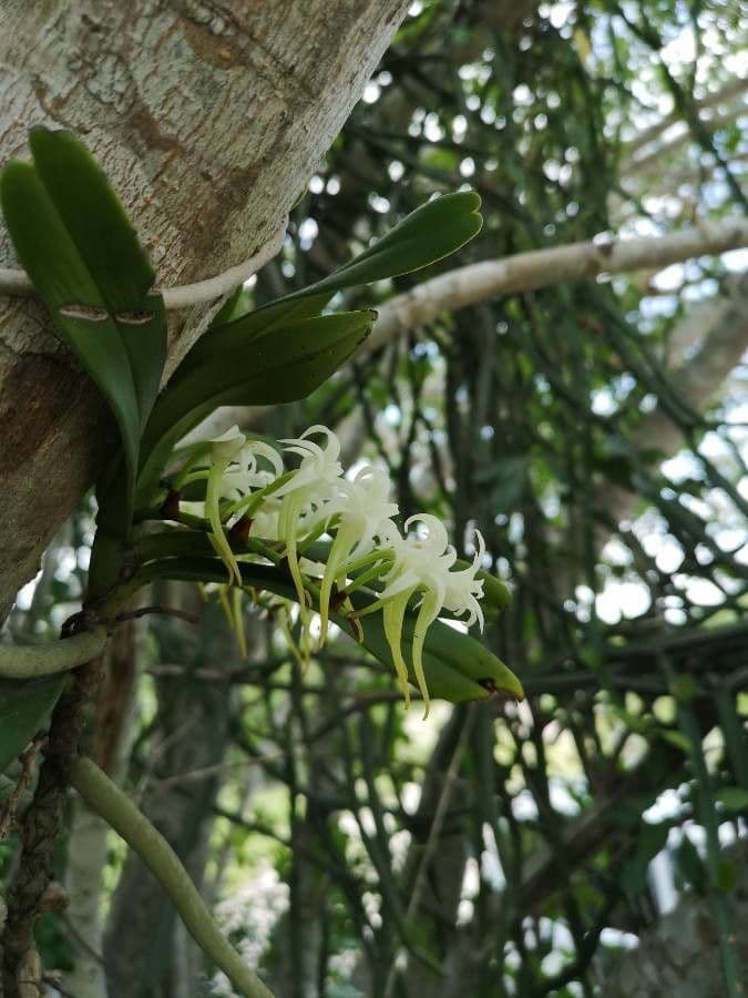 Angraecum 7