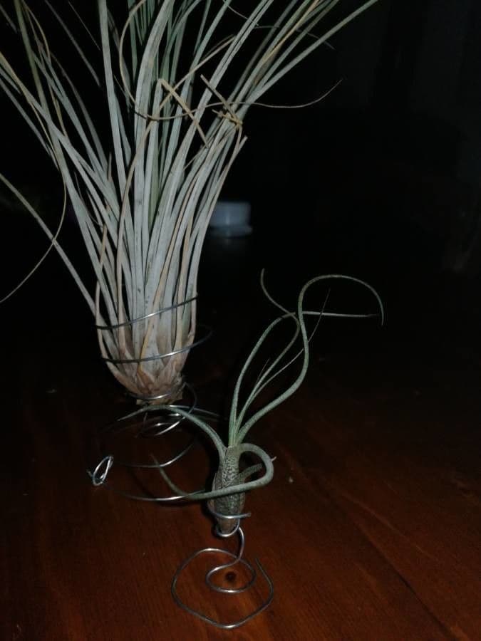 Tillandsia juncea 17