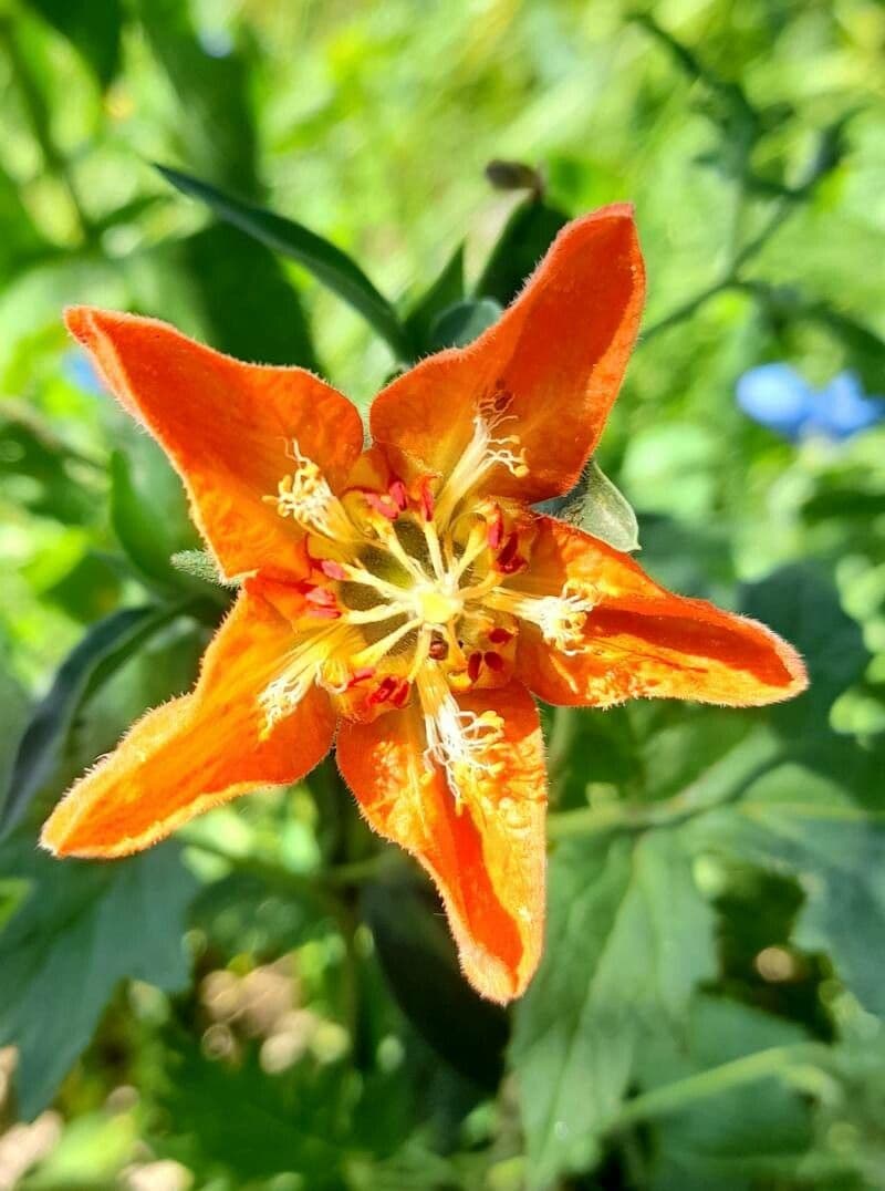 Caiophora 3