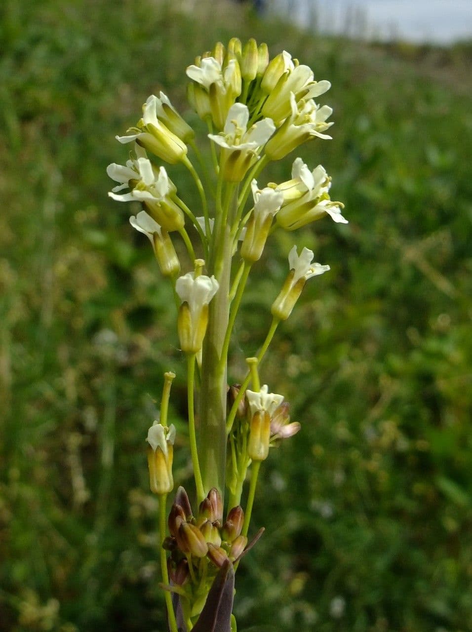 Arabetta liscia 30