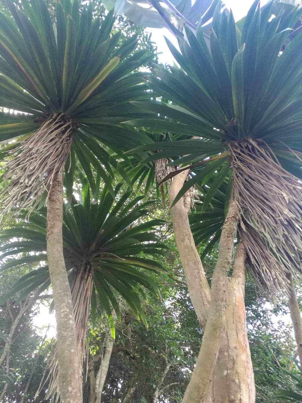 Dracena 2