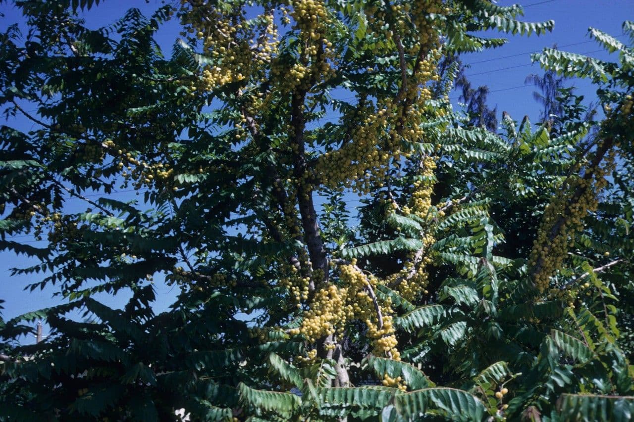 Phyllanthus 13