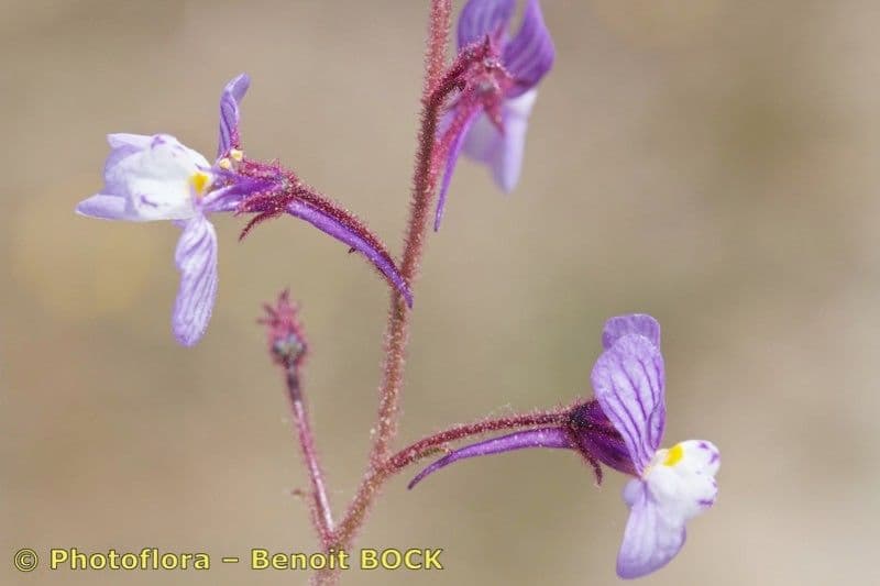 Linaria 5