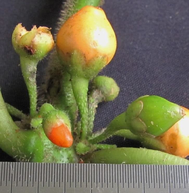 Besleria 2