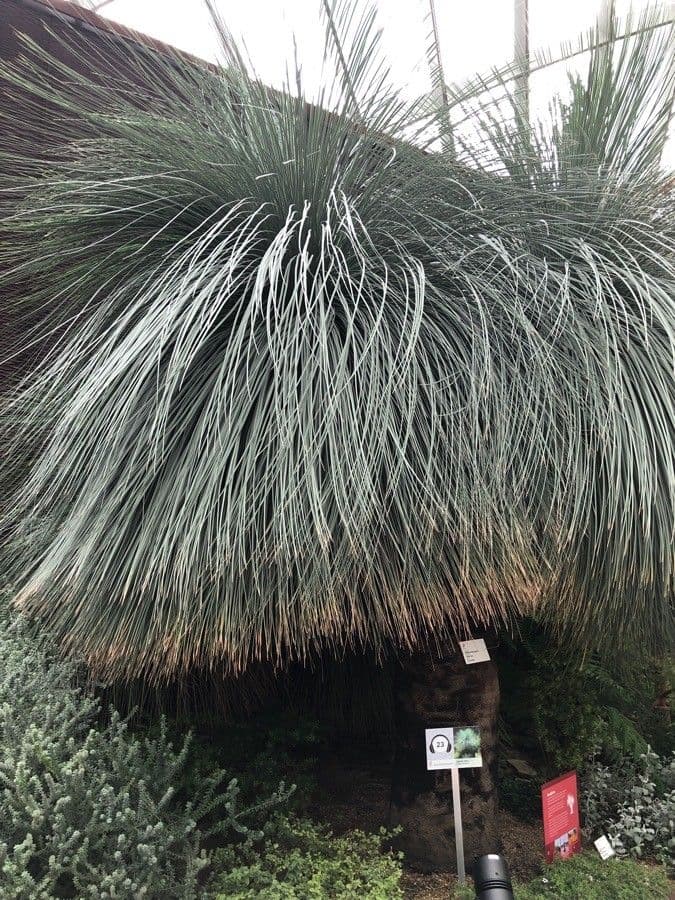 Xanthorrhoea glauca 17