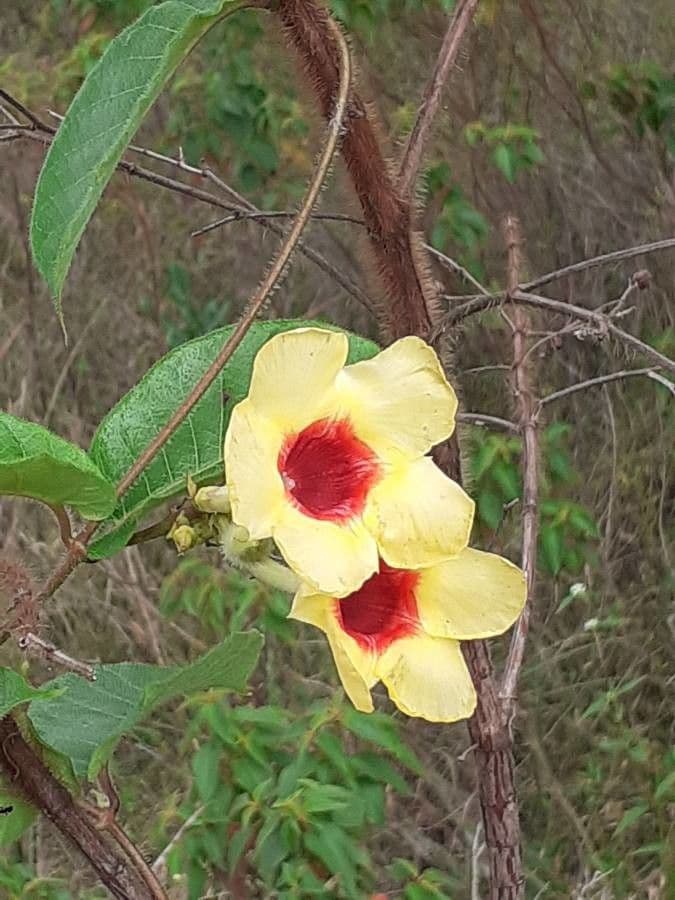 Mandevilla 2
