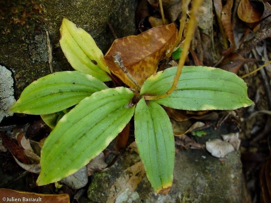 Crepidium taurino 13