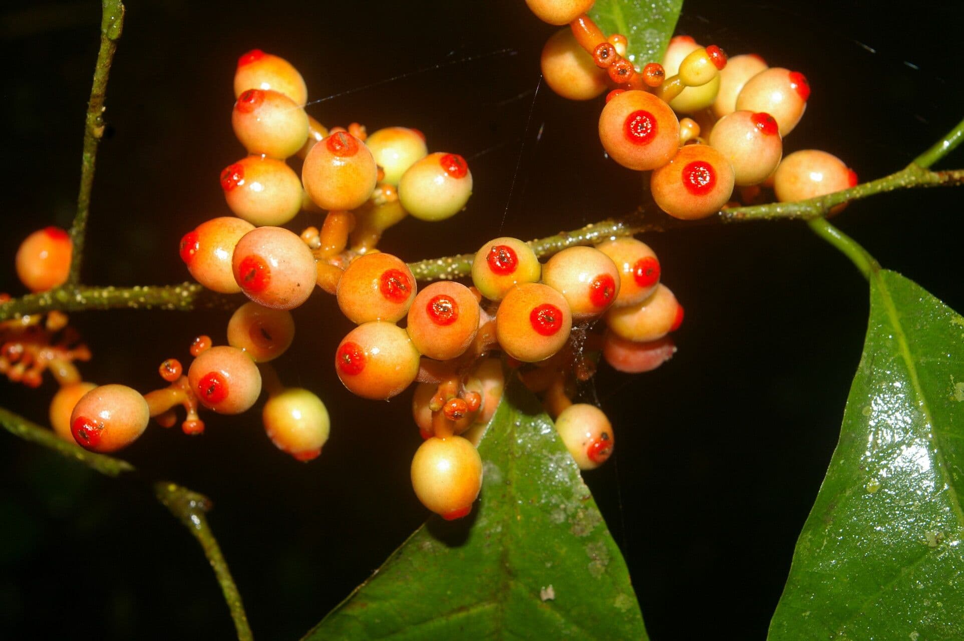 Sorocea trophoides 3
