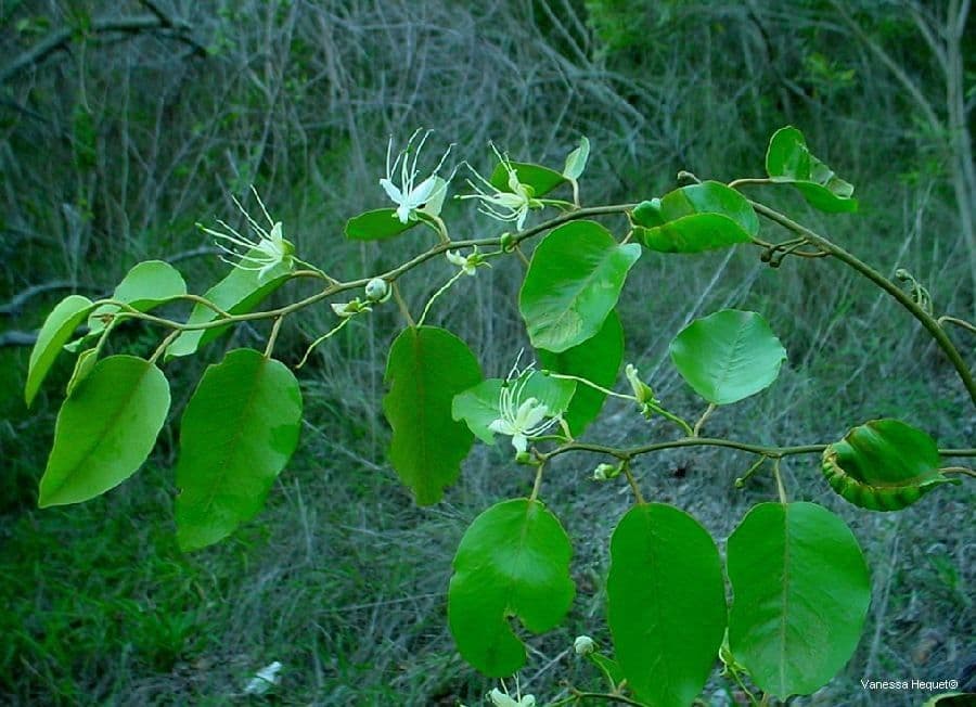 Kapari 11