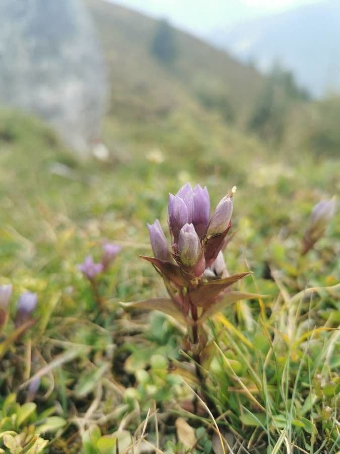 Genzianella ramosa 8