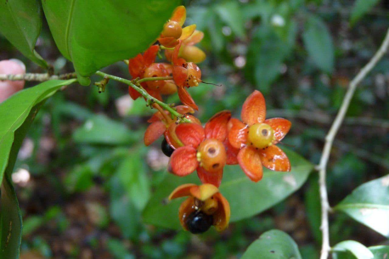 Ochna