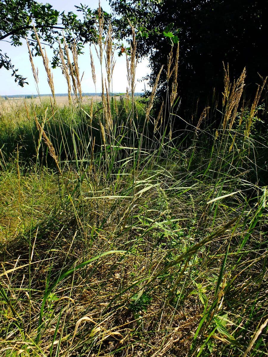 Třtina křovištní 13