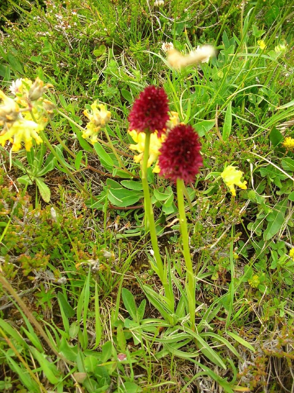 Schwarzes Kohlröschen 13