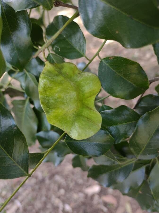 Pterocarpus 4
