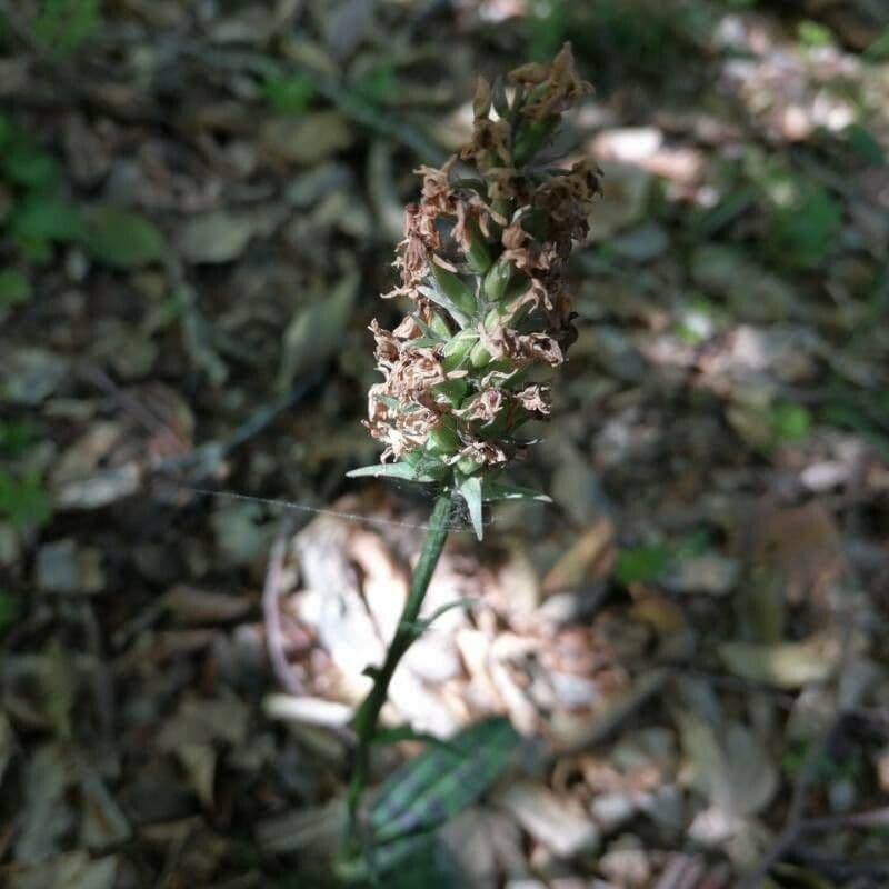 Orchidea di Fuchs 5