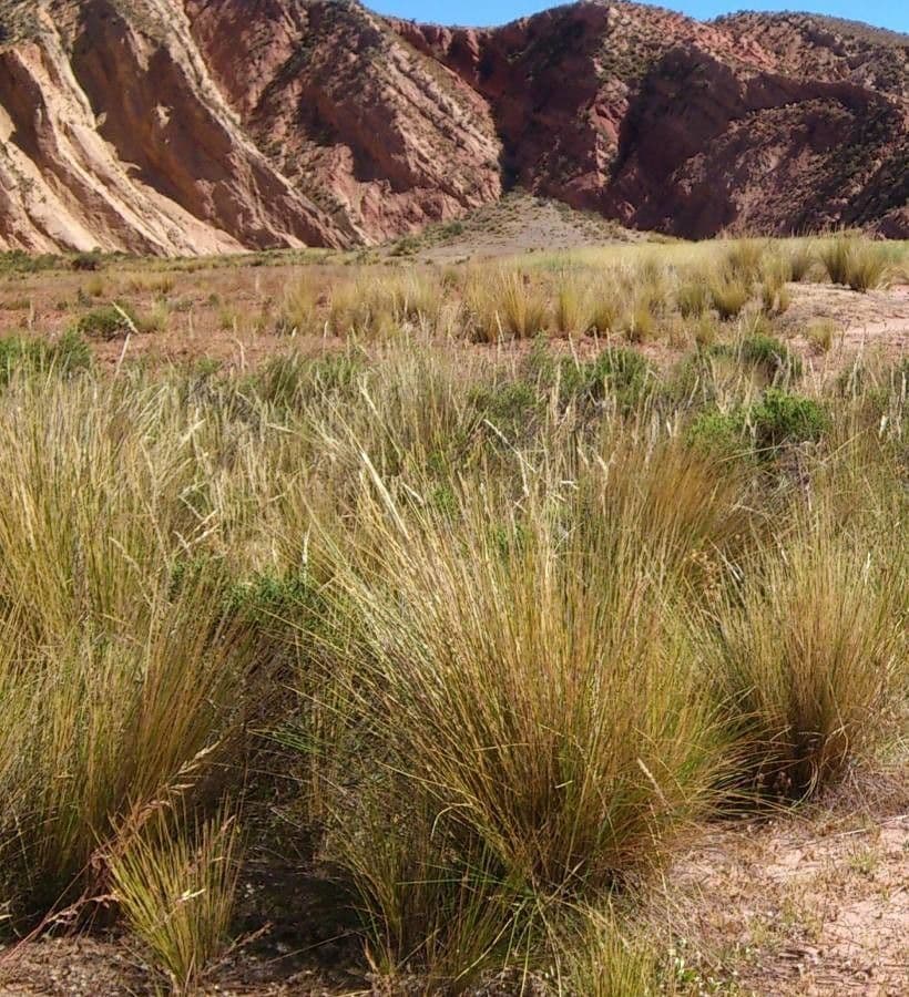 Festuca 5
