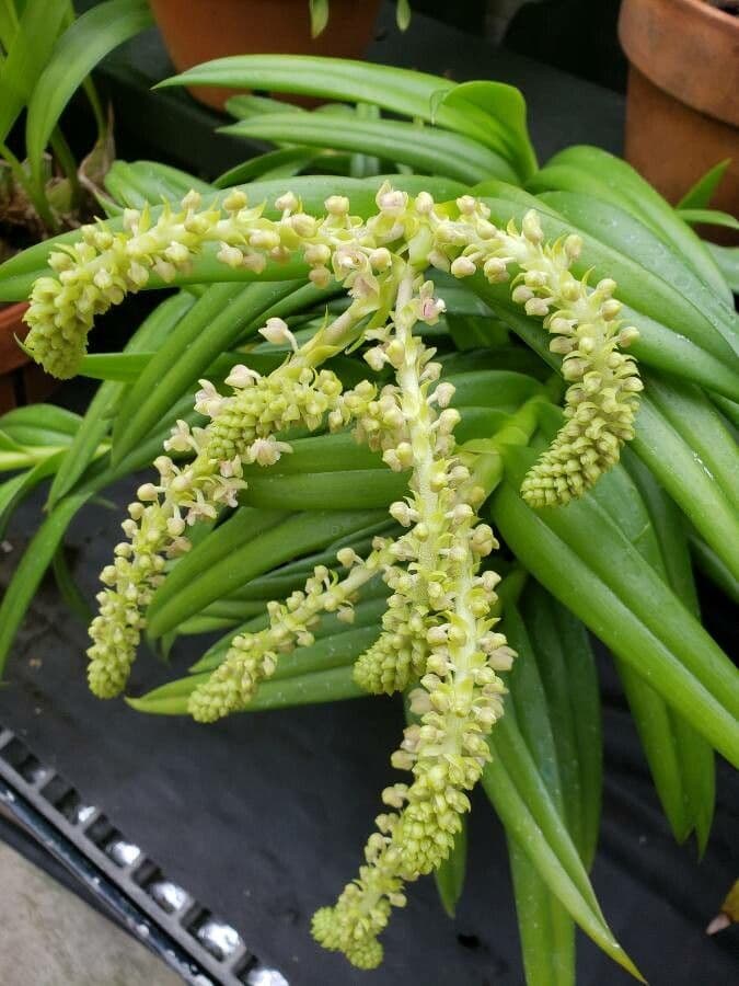 Reichblütige Mycaranthes