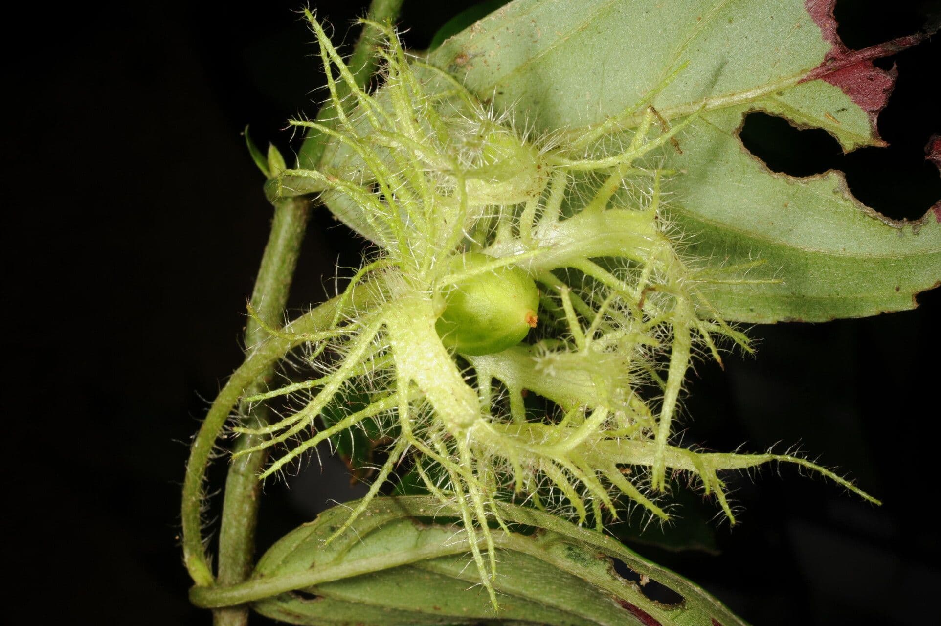 Columnea 5