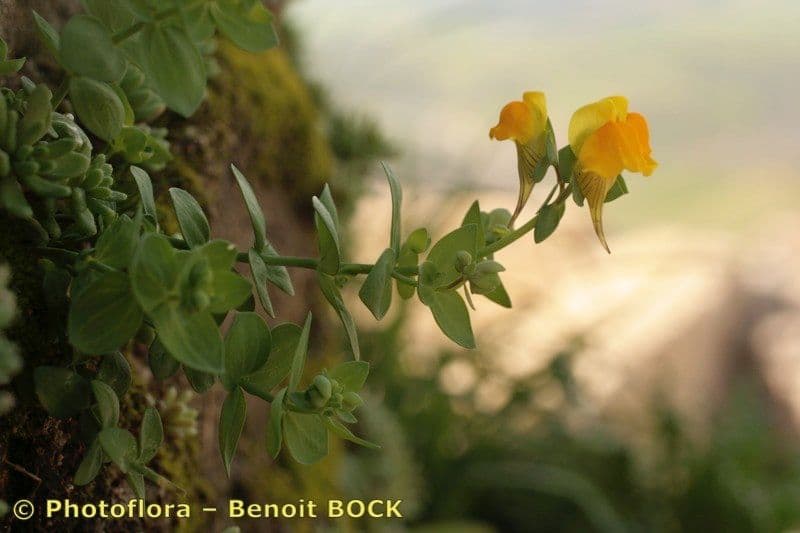 Linaria 11