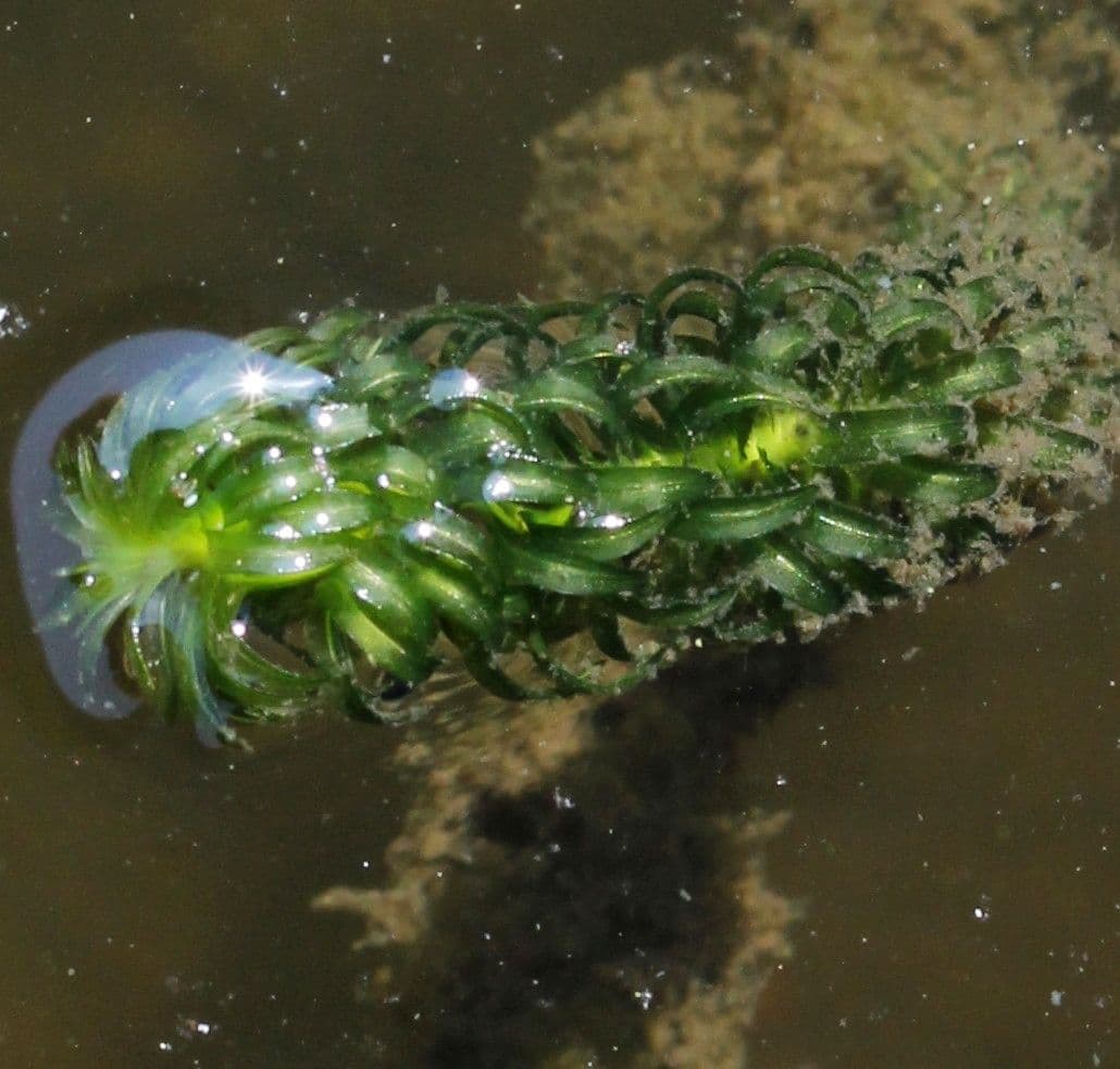 Elodea del Capo 11
