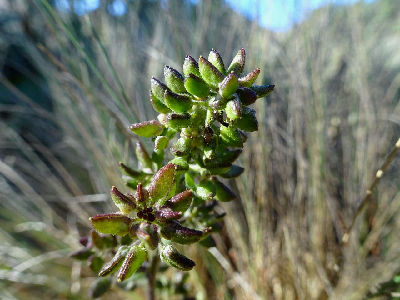 Draba jorullská