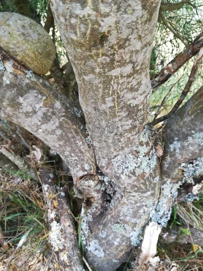 Ginestra 21