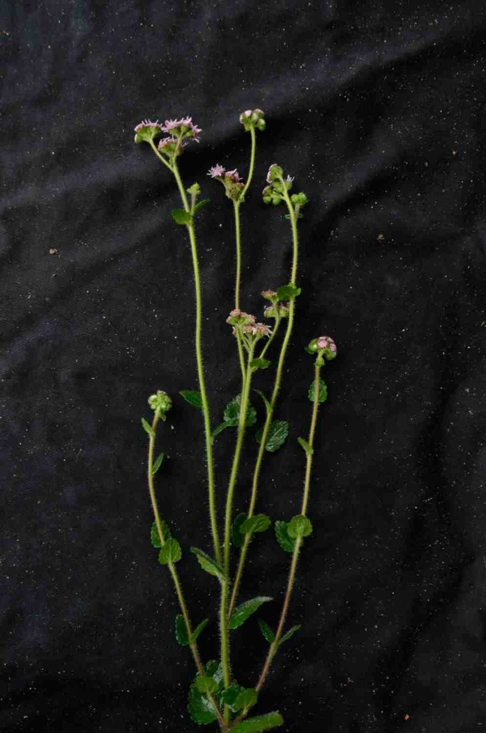 Conocliniopsis 7