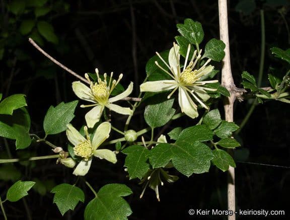 Clematide a pochi fiori 6