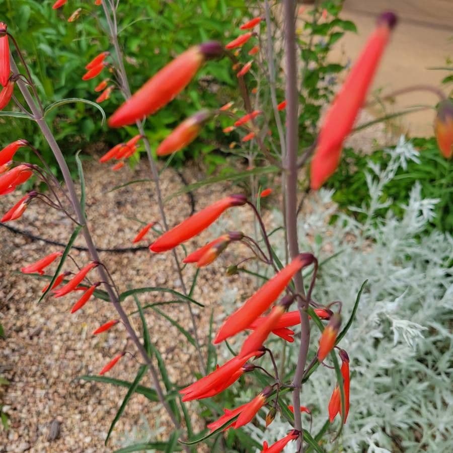 Penstemon centranthifolius 5
