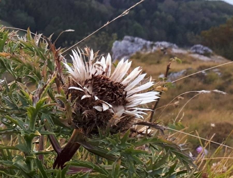 Carlina comune 30
