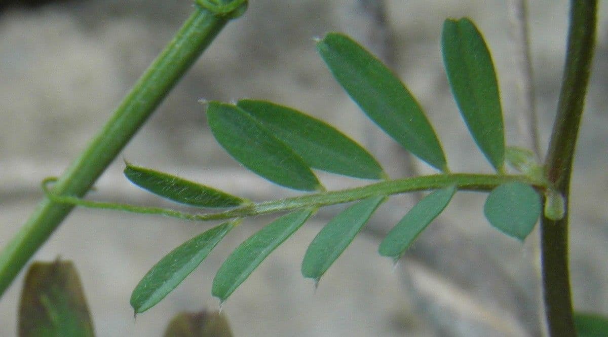 Vicia hybrida 17